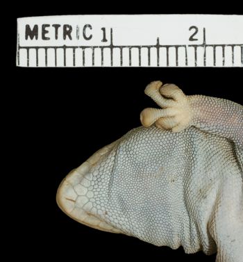 Media type: image;   Herpetology R-11640